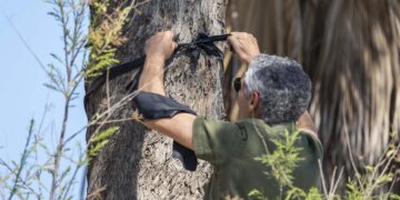 Alberi “a lutto” sulla strada Victoria-Marsalforn in protesta contro lo sradicamento di centinaia di piante