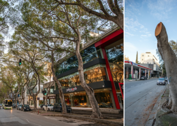 A Msida è iniziata la potatura “urgente” dei 145 alberi sulla Valley Road