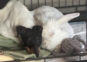 Daisy e Minnie, il cane e il coniglio abbandonati e ritrovati accucciati insieme hanno una nuova famiglia