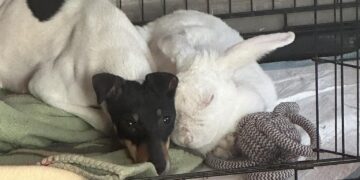 Daisy e Minnie, il cane e il coniglio abbandonati e ritrovati accucciati insieme hanno una nuova famiglia