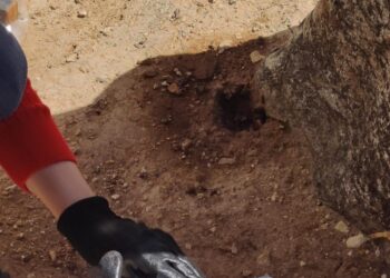 Ficus di Mosta “sotto attacco”, autorità prova a rassicurare: «Stiamo facendo di tutto per salvarli»