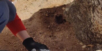 Ficus di Mosta “sotto attacco”, autorità prova a rassicurare: «Stiamo facendo di tutto per salvarli»