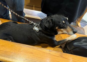 Lo straziante addio del cane Rex accucciato vicino alla bara del suo padrone