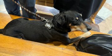 Lo straziante addio del cane Rex accucciato vicino alla bara del suo padrone