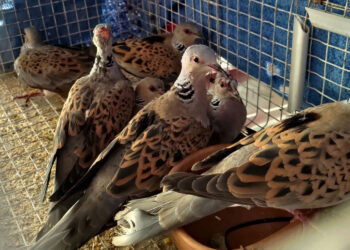 Caccia illegale a Marsaskala: in manette un uomo e confiscati 22 uccelli protetti finiti in trappola