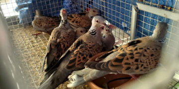 Caccia illegale a Marsaskala: in manette un uomo e confiscati 22 uccelli protetti finiti in trappola