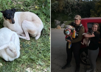 Cane e coniglio abbandonati ritrovati rannicchiati uno vicino all’altro nella zona dei Chadwick Lakes
