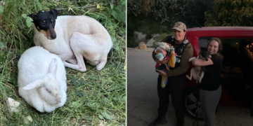 Cane e coniglio abbandonati ritrovati rannicchiati uno vicino all’altro nella zona dei Chadwick Lakes