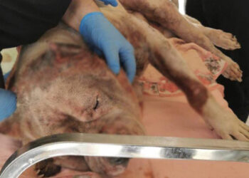 Bronko non ce l’ha fatta, morto uno dei 27 cani salvati dai maltrattamenti e dall’abbandono