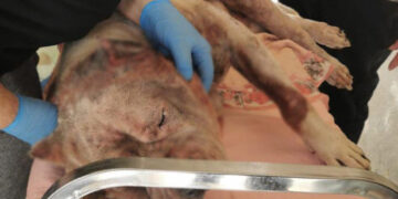 Bronko non ce l’ha fatta, morto uno dei 27 cani salvati dai maltrattamenti e dall’abbandono