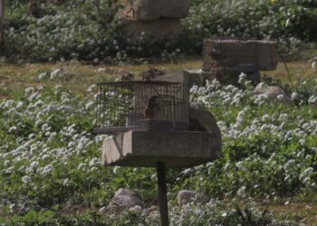 Cattura fringuelli a “scopo scientifico”, per la Corte di Giustizia Malta viola le direttive UE