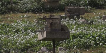 Cattura fringuelli a “scopo scientifico”, per la Corte di Giustizia Malta viola le direttive UE