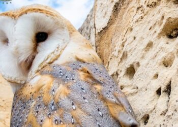 Quattordici esemplari di barbagianni tornano in libertà ai Buskett Gardens