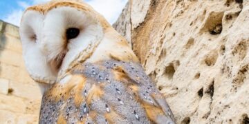 Quattordici esemplari di barbagianni tornano in libertà ai Buskett Gardens