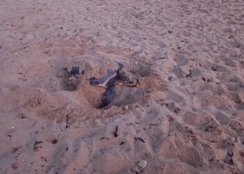 Primo nido di tartaruga Caretta caretta a Golden Bay