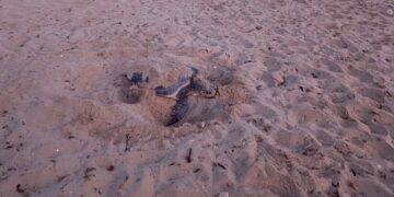 Primo nido di tartaruga Caretta caretta a Golden Bay