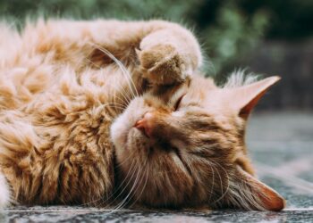 Giovane accusato di aver sparato e ucciso un gatto a Marsa