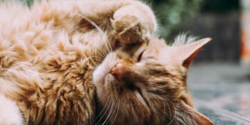 Giovane accusato di aver sparato e ucciso un gatto a Marsa