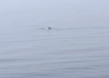 Spettacolo nelle acque maltesi: avvistato esemplare di foca monaca