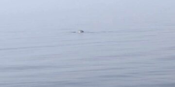 Spettacolo nelle acque maltesi: avvistato esemplare di foca monaca