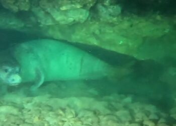 Foca monaca “paparazzata” mentre schiaccia un pisolino tra i fondali maltesi