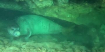 Foca monaca “paparazzata” mentre schiaccia un pisolino tra i fondali maltesi