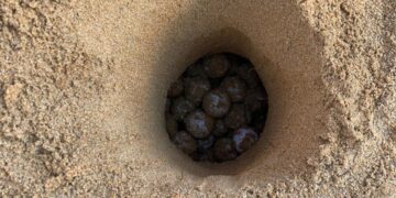 Ghajn Tuffieha culla delle tartarughe: scoperto quarto nido