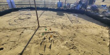 Nidi di tartarughe marine, il 2024 è l’anno dei record