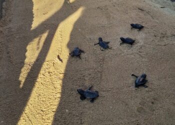 Altri sessanta cuccioli di tartaruga marina prendono la via del mare sulla spiaggia di Golden Bay