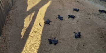 Altri sessanta cuccioli di tartaruga marina prendono la via del mare sulla spiaggia di Golden Bay