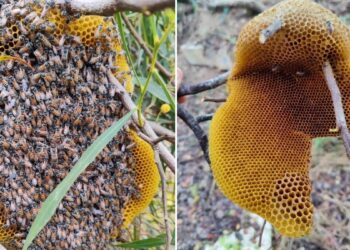 Colonia di api aliene invasive scoperta per la prima volta a Malta, biodiversità a rischio