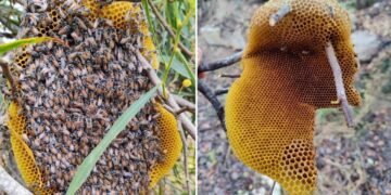 Colonia di api aliene invasive scoperta per la prima volta a Malta, biodiversità a rischio