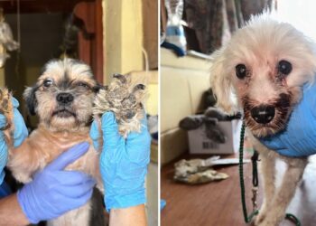 Maltrattamento animali, sequestrati venti cani in una residenza a Birkirkara