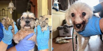 Maltrattamento animali, sequestrati venti cani in una residenza a Birkirkara