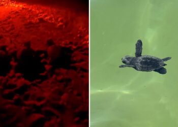 A Golden Bay quarantaquattro cuccioli di tartaruga compiono il loro primo viaggio verso il mare