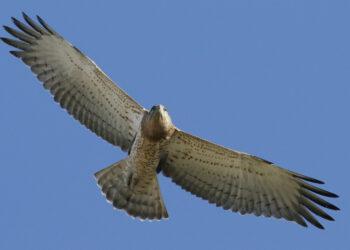 short-toed eagles, biancone