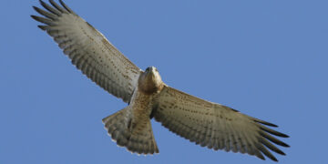 short-toed eagles, biancone