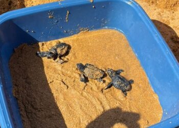 Sessantasette cuccioli di tartaruga vengono alla luce a Ramla Bay