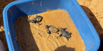 Sessantasette cuccioli di tartaruga vengono alla luce a Ramla Bay