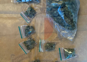 cannabis marijuana droga