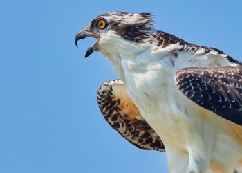 osprey