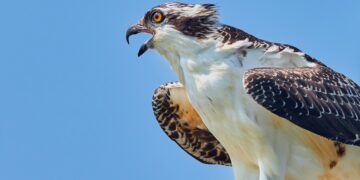 osprey