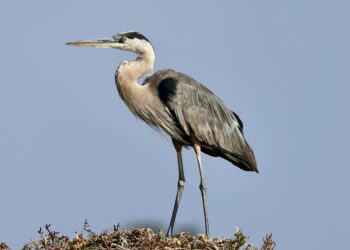 airone cenerino specie protetta