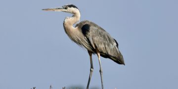 airone cenerino specie protetta