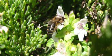 L’ape maltese dichiarata “insetto nazionale”