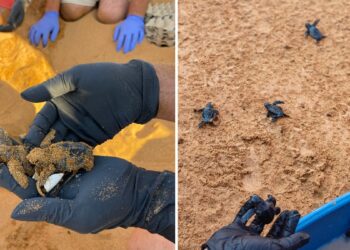 Si schiude il terzo nido di tartaruga marina; lo spettacolo del primo tuffo in mare a Ramla Bay