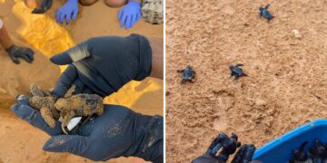 Si schiude il terzo nido di tartaruga marina; lo spettacolo del primo tuffo in mare a Ramla Bay