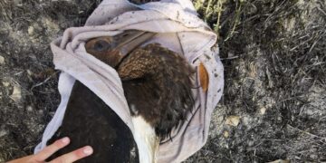 Raro esemplare di cicogna nera abbattuto vicino alla residenza estiva del Primo Ministro