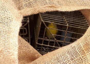 Raid della polizia e CABS contro i cacciatori di frodo, sette persone fermate