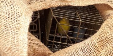 Raid della polizia e CABS contro i cacciatori di frodo, sette persone fermate